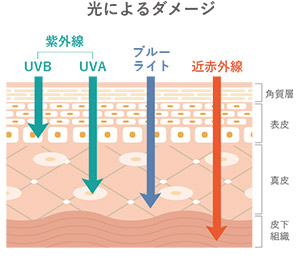 紫外線（UVA・UVB）、ブルーライト、近赤外線の光によるダメージ