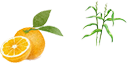 オレンジとパルマローザのイラスト