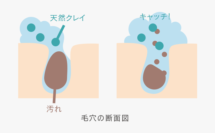 毛穴の断面図