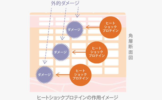 ヒートショックプロテインの作用イメージ